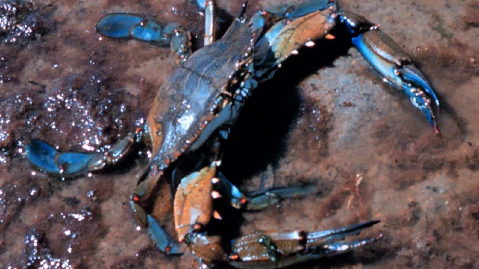 « Le match du siècle en Méditerranée » est lancé par l'Italie qui veut lutter encore le crabe bleu en lançant 160 000 poulpes dans son environnement « Le match du siècle en Méditerranée » est lancé par l'Italie qui veut lutter encore le crabe bleu en lançant 160 000 poulpes dans son environnement