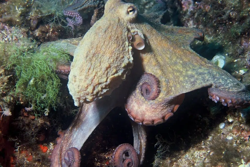 Un poulpe commun ou Octopus vulgaris.