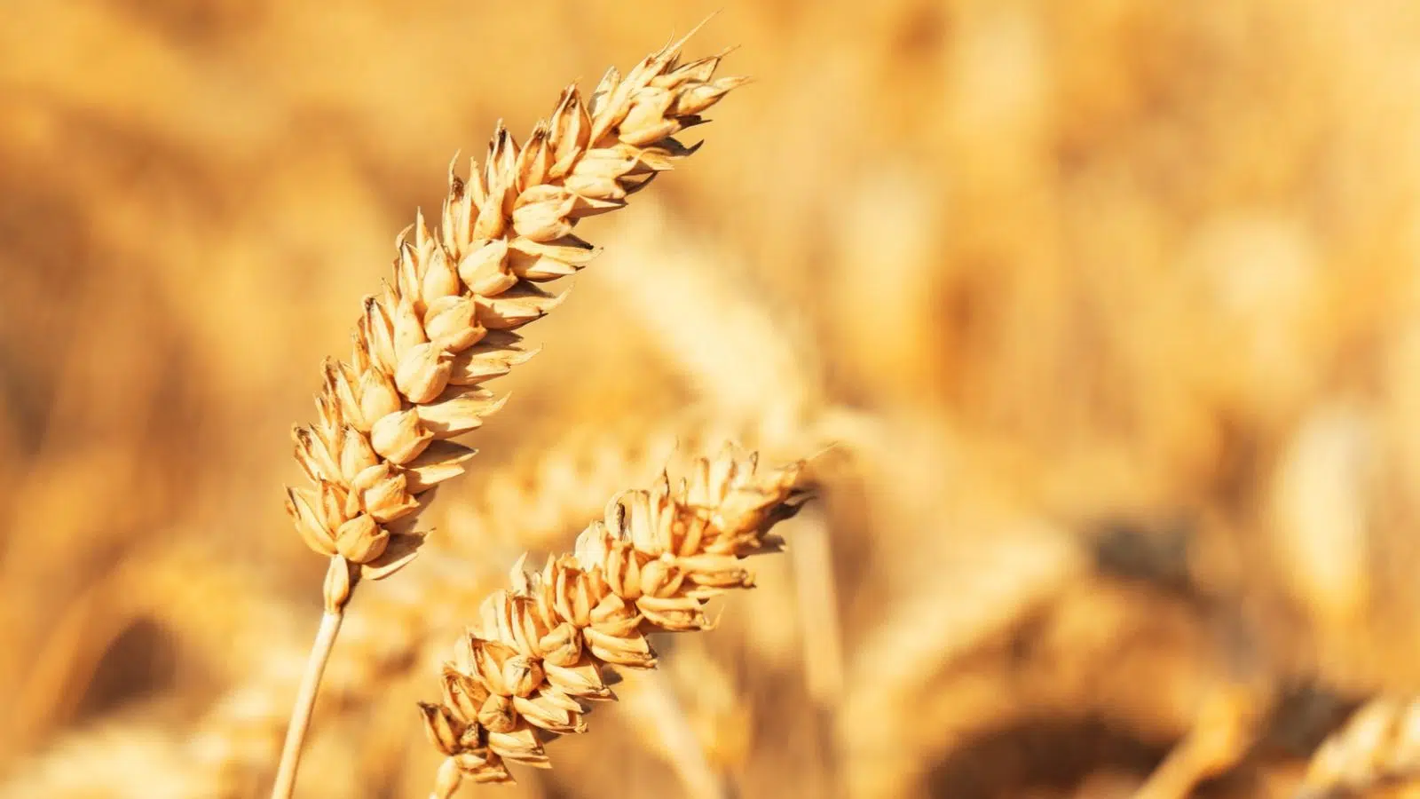 La Chine a encore trouvé un nouveau métier à confier aux robots et cela touche à la sécurité alimentaire de1,4 milliards d'humains : la sélection du blé
