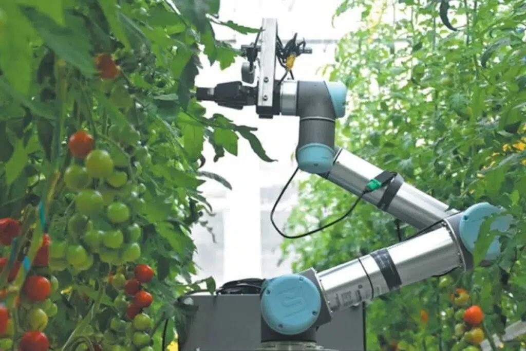 Le robot intelligent GEAIR utilise l’intelligence artificielle pour identifier les fleurs et automatiser leur pollinisation, notamment dans les programmes de sélection végétale. Crédit : China Daily