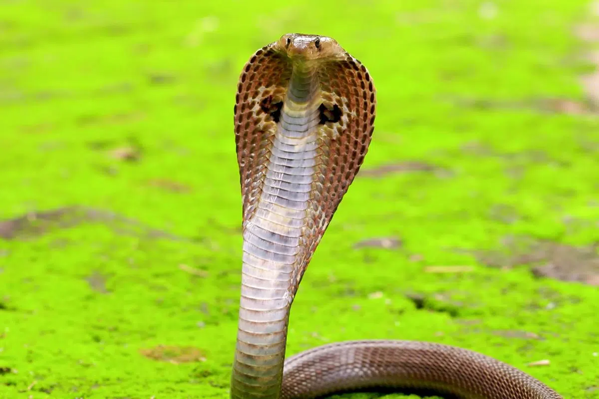 Découverte sur le serpent le plus mortel de la planète qui n'avait pas encore révélé tous ses secrets après 188 ans