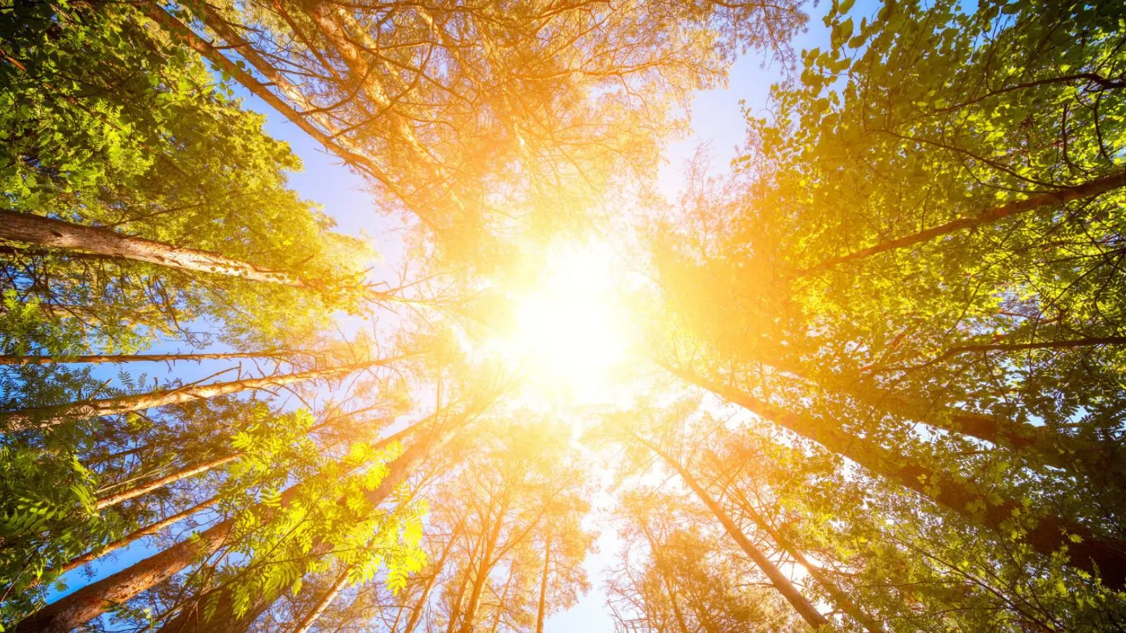 Des chercheurs américains mettent la main sur l'énergie infini du Soleil sans panneau ni batterie grâce à la découverte de cette molécule Des chercheurs américains mettent la main sur l'énergie infini du Soleil sans panneau ni batterie grâce à la découverte de cette molécule