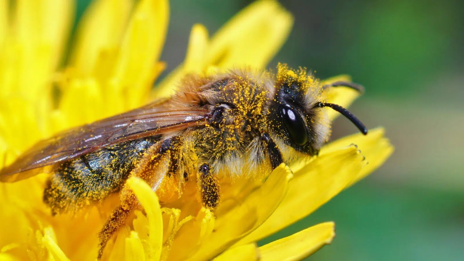 Les abeilles n'aiment pas « les idiotes » qui ne comprennent pas leur message selon une étude récente de l'Académie chinoise des sciences Les abeilles n'aiment pas « les idiotes » qui ne comprennent pas leur message selon une étude récente de l'Académie chinoise des sciences