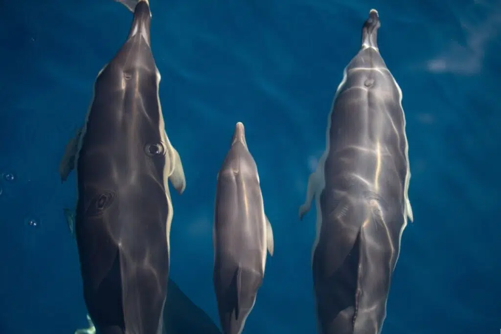 À bord du catamaran Atalaya, vous pourrez participer à des expéditions naturalistes d'une journée à la rencontre des dauphins, baleines et oiseaux marins du Golfe de Gascogne.