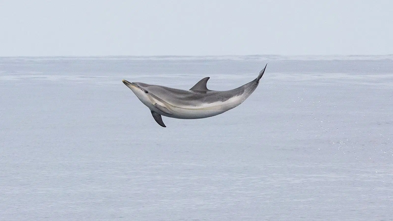 Un seul navire en France est digne en 2026 de recevoir le label Pavillon Bleu et grâce à lui vous pouvez découvrir ce genre de dauphins depuis Hendaye : l'Atalaya Un seul navire en France est digne en 2026 de recevoir le label Pavillon Bleu et grâce à lui vous pouvez découvrir ce genre de dauphins depuis Hendaye : l'Atalaya