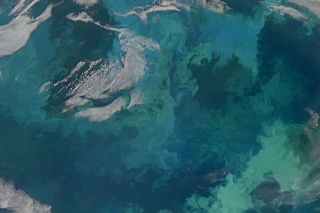 Masses de phytoplancton dans la mer de Barents (vue satellite prise en août 2010) - crédit : NASA