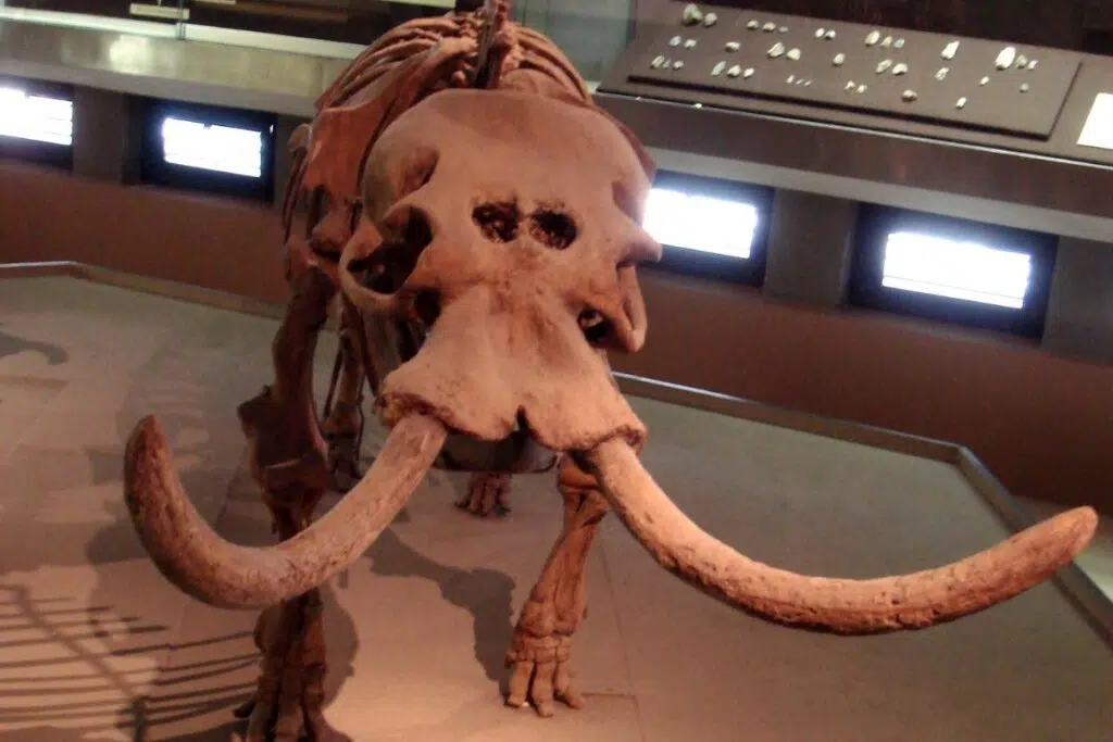 Elephas (Palaeoxodon) Falconeri ) au musée archéologique de Syracuse (Italie). Photo : Giovanni Dall'Orto , 21 mai 2008.