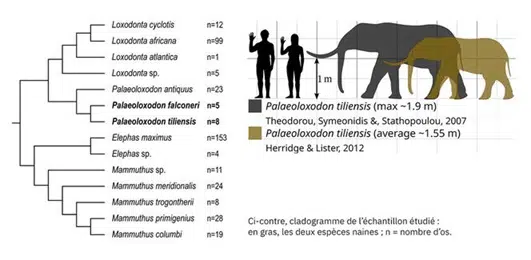 Les éléphants nains restaient imposants dans le règne animal. Palaeoloxodon tiliensis, le plus grand d’entre eux, avait la taille d’un être humain adulte. © 2026 Les auteurs. Paléontologie, publié par John Wiley & Sons Ltd pour le compte de la Palaeontological Association. CC BY-NC 4.0 — dessin Hemiauchenia CC0 via Wikimedia