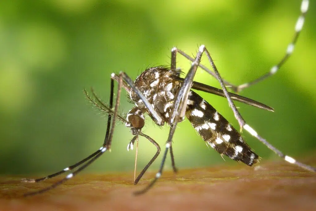 Nettement plus petit que son cousin Aedes aegypti, le moustique tigre (Aedes albopictus) mesure généralement moins d’un centimètre. Il se reconnaît à sa robe noire rayée de blanc et surtout à la ligne blanche caractéristique qui traverse son thorax.