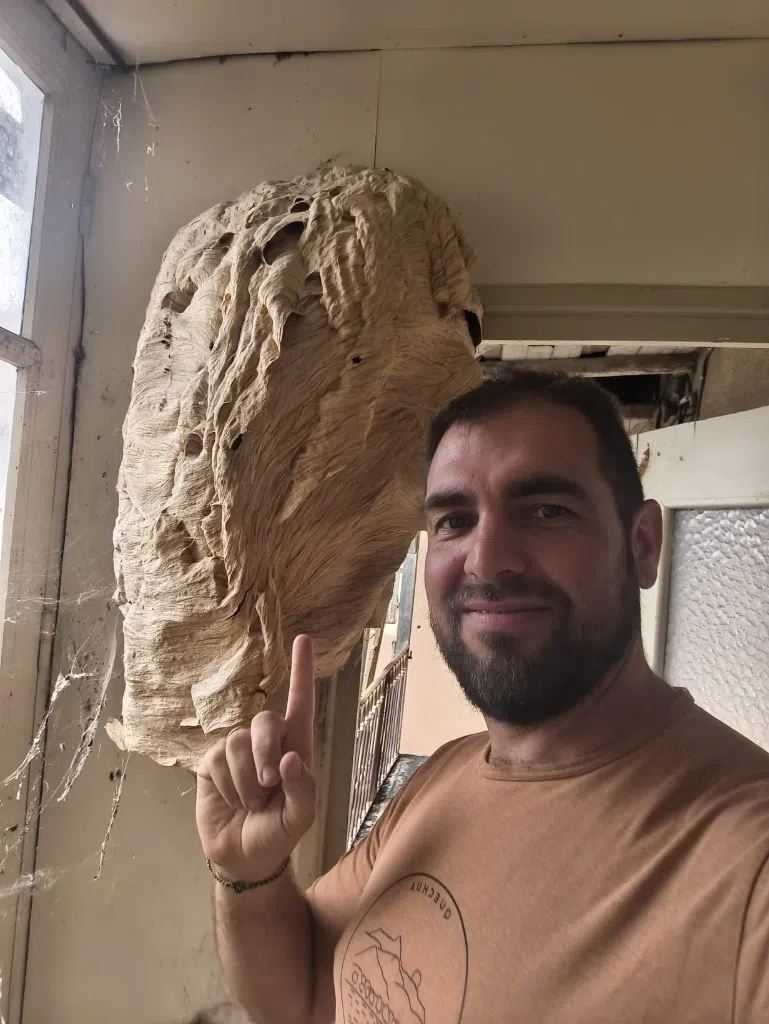 Rémi Castagné ALLO FRELONS 12 dans l'Aveyron