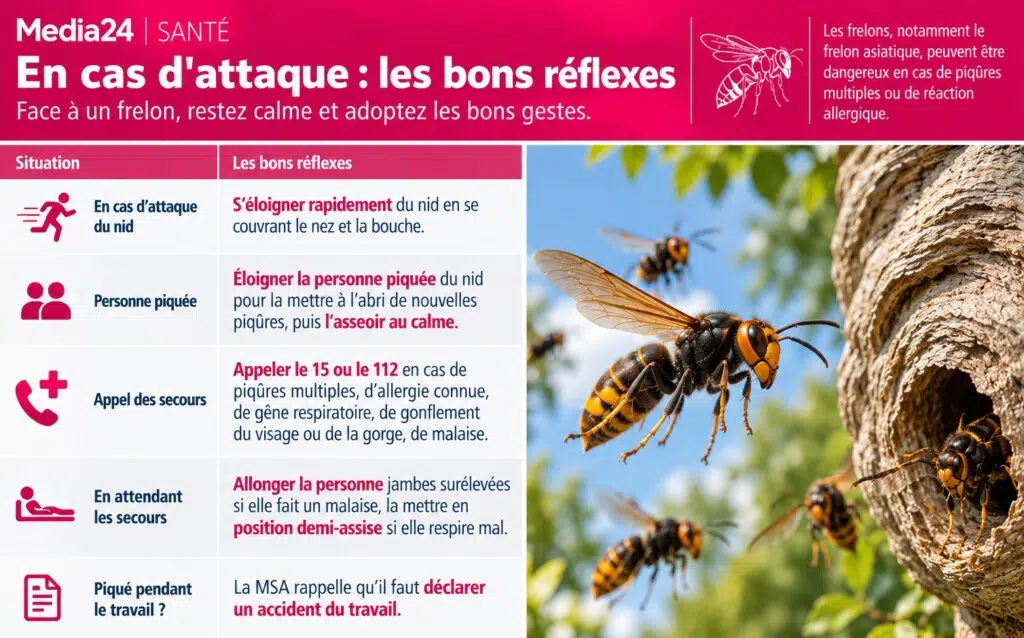 En cas d'attaque de frelons : les bons réflexes
